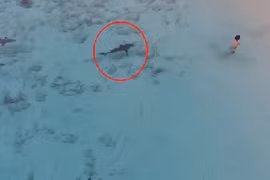 Rợn người cá mập lặng lẽ áp sát bé trai đang tắm biển