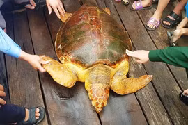 Rùa vàng ngư dân Hà Tĩnh vừa bắt được giá trị cỡ nào?