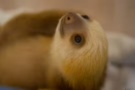 Dáng vẻ ngây thơ, nhưng những động vật này kỳ quái “số 1“