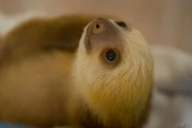 Dáng vẻ ngây thơ, nhưng những động vật này kỳ quái “số 1“