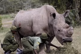 Nhen nhóm nỗ lực tái sinh loài tê giác trắng châu Phi