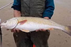 Vì sao cá sủ vàng lại có giá đắt hơn vàng?