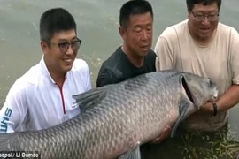 Cá chép khổng lồ, khỏe đến mức lôi luôn ngư dân xuống nước