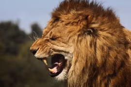 Top loài sư tử ăn thịt người nổi tiếng thế giới
