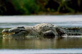 Dã thú ăn thịt nhiều người nhất ở thời hiện đại