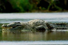 Dã thú ăn thịt nhiều người nhất ở thời hiện đại