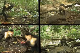 Khỉ dùng đá làm công cụ thành thục như người