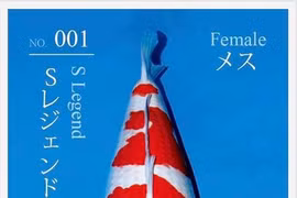 Tiết lộ lý do cá Koi "Huyền thoại" có giá 42 tỷ đồng