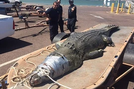 Tóm gọn cá sấu khổng lồ trồi lên từ dưới biển