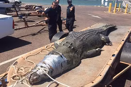 Tóm gọn cá sấu khổng lồ trồi lên từ dưới biển