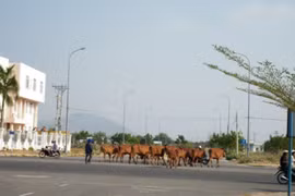 Chuyện động trời VN: “Tạm giam” con bò gây TNGT chết người