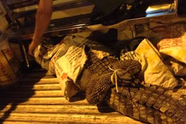 TPHCM: Cá sấu phóng từ xe xuống đường, nhiều người hốt hoảng