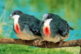 Tiết lộ thú vị về 'trái tim rỉ máu' của loài chim đặc biệt