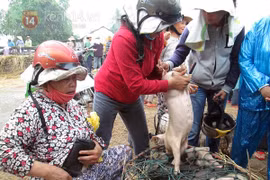 Bế lợn thuê - nghề chỉ có ở Việt Nam?