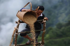 Ấn tượng mùa gặt Mù Cang Chải trên AFP 