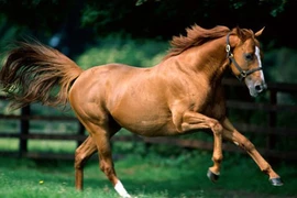 Hình ảnh ngựa trong văn hóa Đông - Tây có gì đặc biệt? 