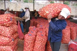 Nữ cửu vạn: khoẻ như chiến sĩ, chí khí như nam nhi