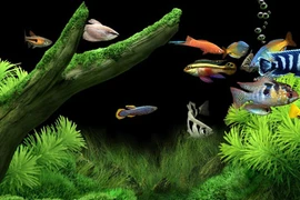 Tuyệt chiêu cải thiện vận số may mắn 