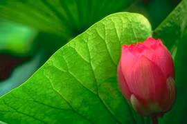 Bài học sống an lạc từ Kinh Ví dụ con rắn