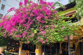  Tháng 3, TP HCM rực rỡ hơn với nhiều loại hoa khoe sắc