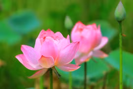 Cuối tháng 6, 3 con giáp trúng số độc đắc, làm ăn phát tài