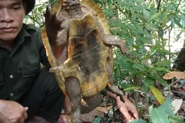 Cận cảnh rùa đầu to cực quý hiếm vừa được phát hiện ở Quảng Nam