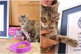 Con mèo có tiếng kêu to nhất thế giới