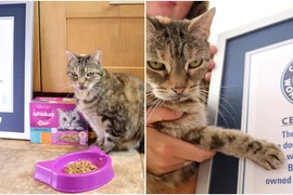 Con mèo có tiếng kêu to nhất thế giới