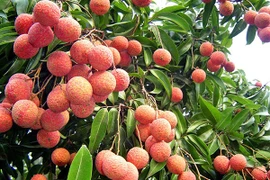Bí quyết trồng vải thiều của ông nông dân ở Bắc Giang 