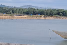 Đến xứ “hoa vàng cỏ xanh”, ngắm cây cầu gỗ dài nhất Việt Nam