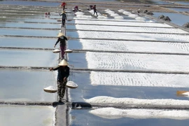 Phú Yên: Vụ muối 2022 thiệt hại hàng tỉ đồng, nguyên nhân vì đâu?