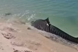 Bị cá mập hổ truy đuổi, rùa biển không ngoan lao lên bãi cát