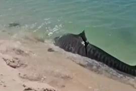 Bị cá mập hổ truy đuổi, rùa biển không ngoan lao lên bãi cát