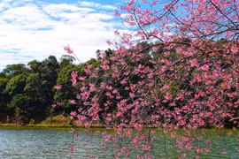  Mai anh đào nhuộm hồng núi rừng Măng Đen hút hồn du khách