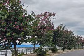 Đẹp ngỡ ngàng cung đường hoa ban tím ở ngoại ô Hội An