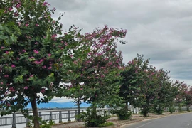 Đẹp ngỡ ngàng cung đường hoa ban tím ở ngoại ô Hội An