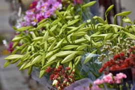 Hoa loa kèn tinh khôi mang tới những khoảnh khắc dịu dàng