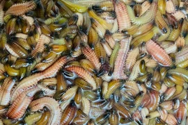 Đặc sản “rồng đất” bất ngờ được rao bán giá rẻ, 330 nghìn đồng/kg