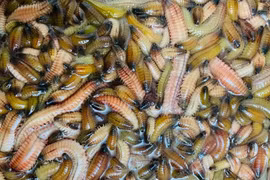 Đặc sản “rồng đất” bất ngờ được rao bán giá rẻ, 330 nghìn đồng/kg