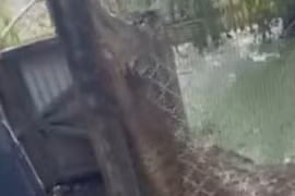 Cho cá sấu ăn, người đàn ông bị đớp trúng ngón tay