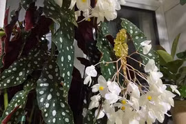 Thu hải đường chấm bi, cây cảnh quý tộc "phú quý mãn đường"