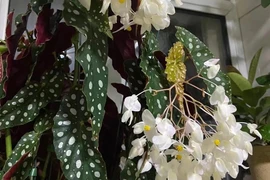 Thu hải đường chấm bi, cây cảnh quý tộc "phú quý mãn đường"