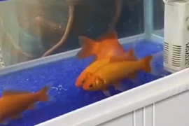 Thực hư cá vàng đóng băng hồi sinh thần kỳ sau khi nước tan băng