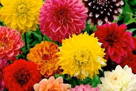 5 loại hoa đẹp nên trồng ngay để nở đúng dịp Tết