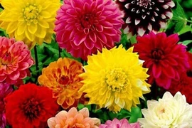 5 loại hoa đẹp nên trồng ngay để nở đúng dịp Tết