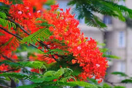 Hoa phượng khoe sắc đỏ rực trên nhiều tuyến phố Hà Nội