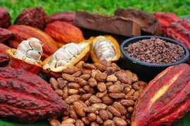 Ca cao chứa nhiều chất chống oxy hóa hơn cả rượu vang đỏ, trà xanh