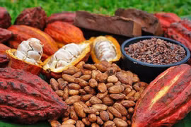 Ca cao chứa nhiều chất chống oxy hóa hơn cả rượu vang đỏ, trà xanh