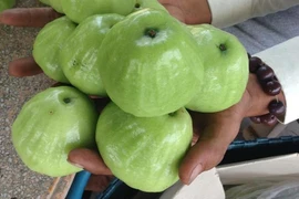 Trồng giống mận xanh đường, ông nông dân ở Sóc Trăng bán 80.000/kg