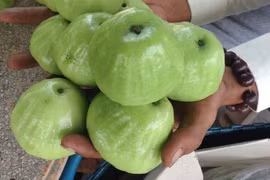 Trồng giống mận xanh đường, ông nông dân ở Sóc Trăng bán 80.000/kg